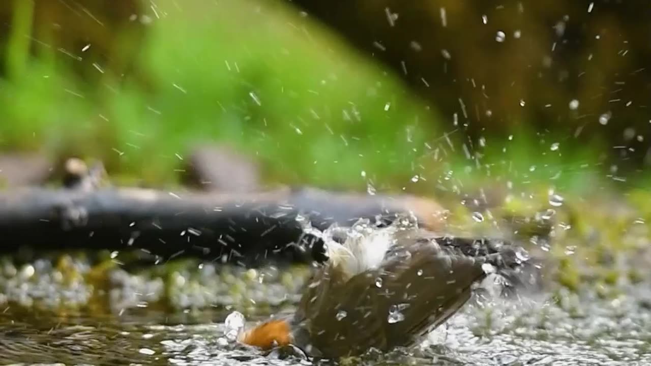Best birds