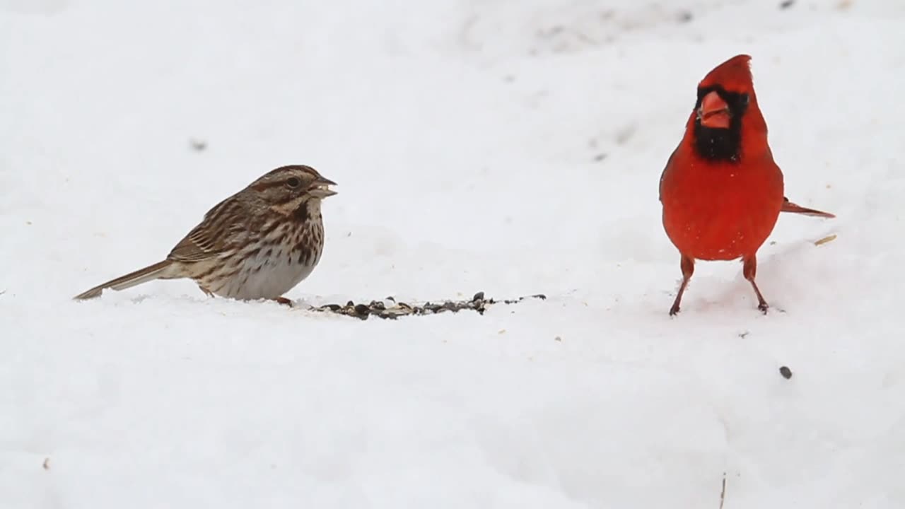 Enjoy Nature with beautiful different types of birds