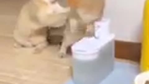 Funny cat video