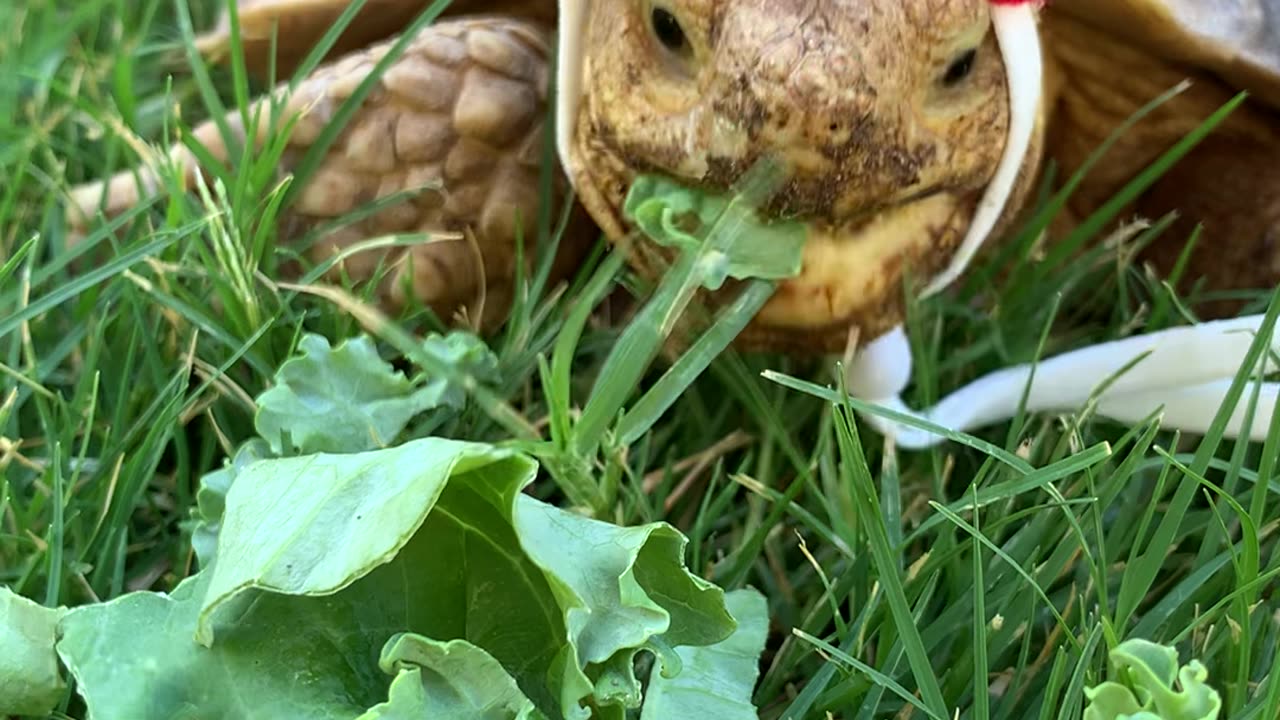 Funny Tortoise crunches on Kale in Strawberry🍓hat!