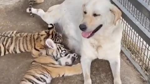 Female dog feeds her breast milk to tiger cubs