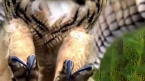 Owl Bird Flight And its Beautiful Feathers #shorts #viral #shortsvideo #video