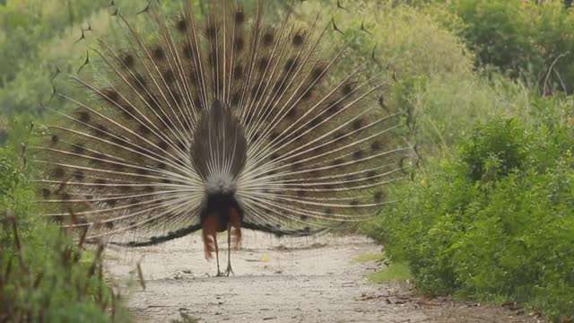 Peacock dance. Amazing peacock dance