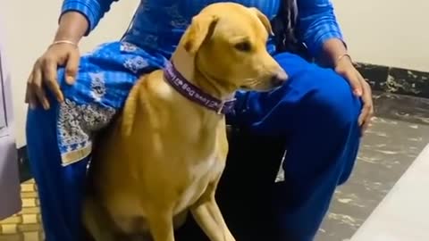 Funny dog training video