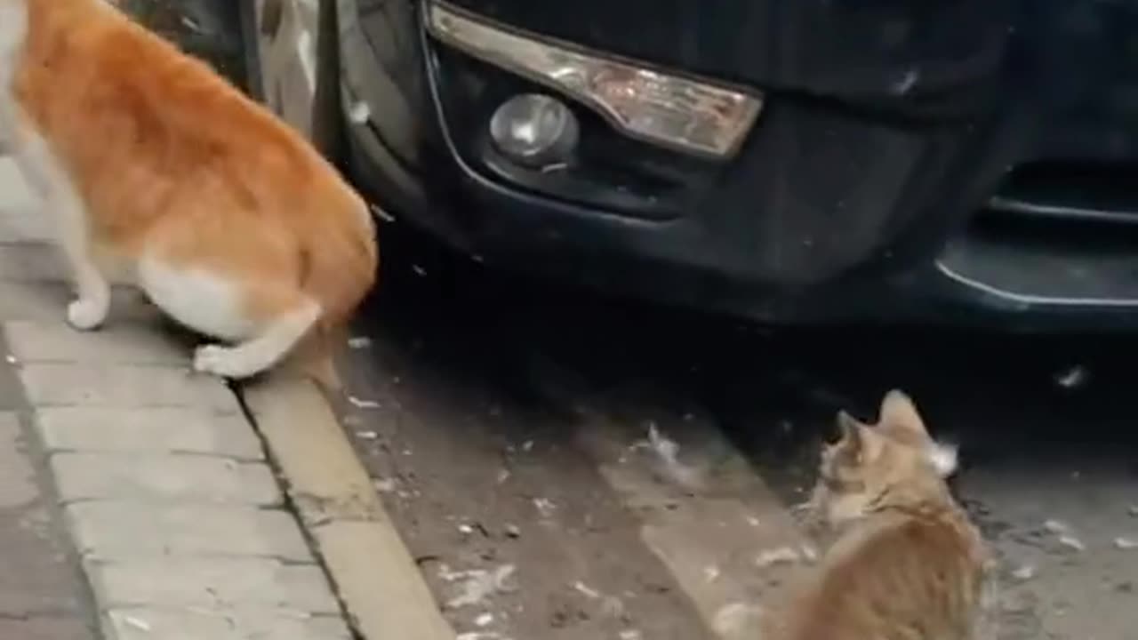 Cat Takes Back Crying Kitten From Toddler