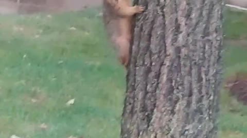 Squirrel notices it's being filmed