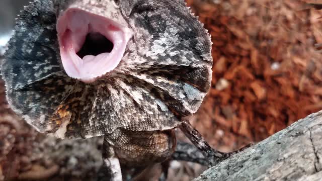 Frilled out