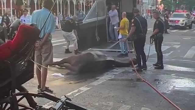 A carriage horse collapsed in the middle of the street in NYC