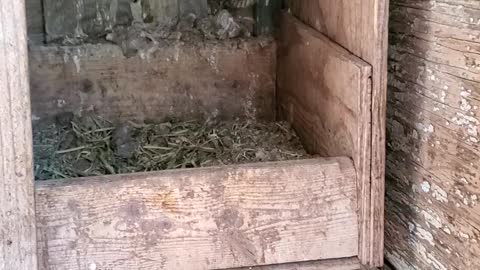 Chicken Runs Snake Out of the Nest