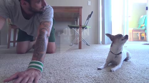 Chihuahua does Yoga