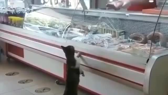 this cat also wants to eat fresh meat