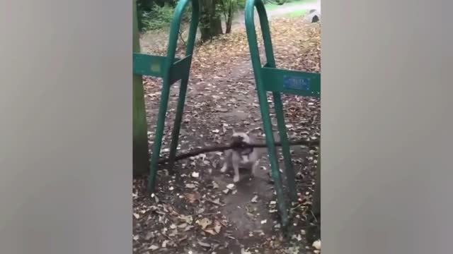 Cute Pug Gets Stuck With A Long Stick In His Mouth