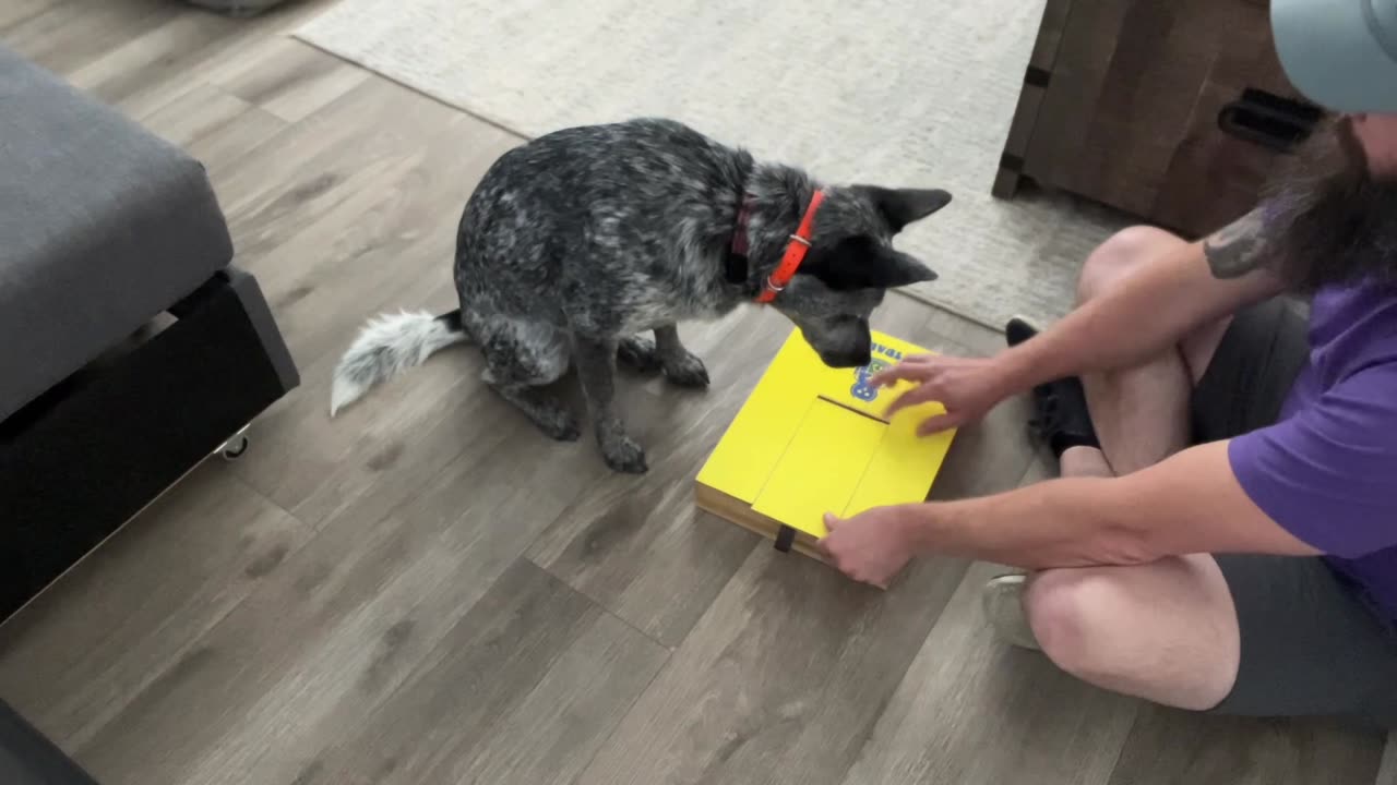 Avi Learns to File Her Own Nails! Smart Dog Training Hack 🐾💅