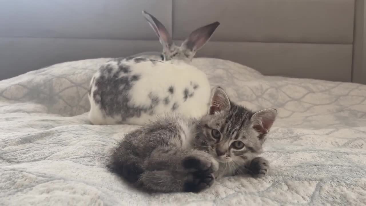 Baby Kitten wants to be friends with the Rabbit