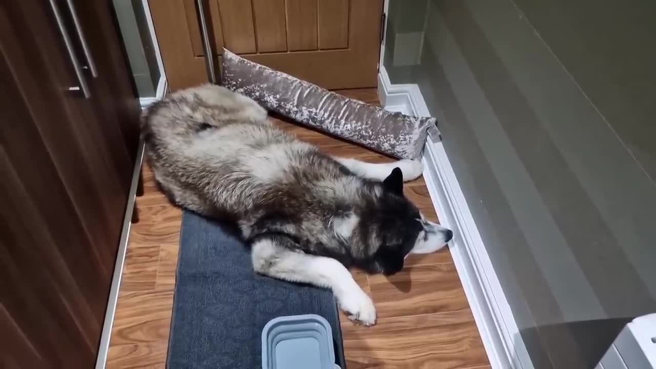 Old Husky Turns Into A Puppy at Christmas Time!