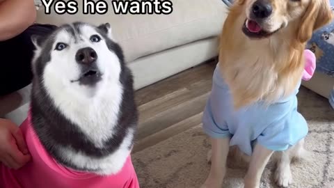 Husky Vs Golden Retriever