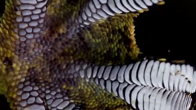 Gecko toes