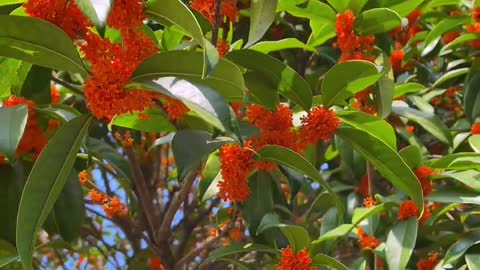 Osmanthus fall to the world, full tree fragrance; Several degrees of autumn, the most is the fr