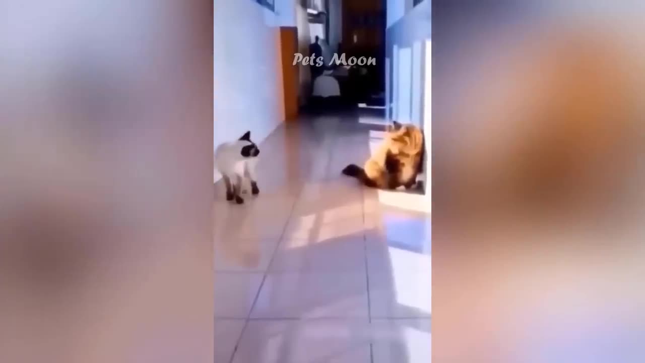 Funny Cat Videos 😂😂😂