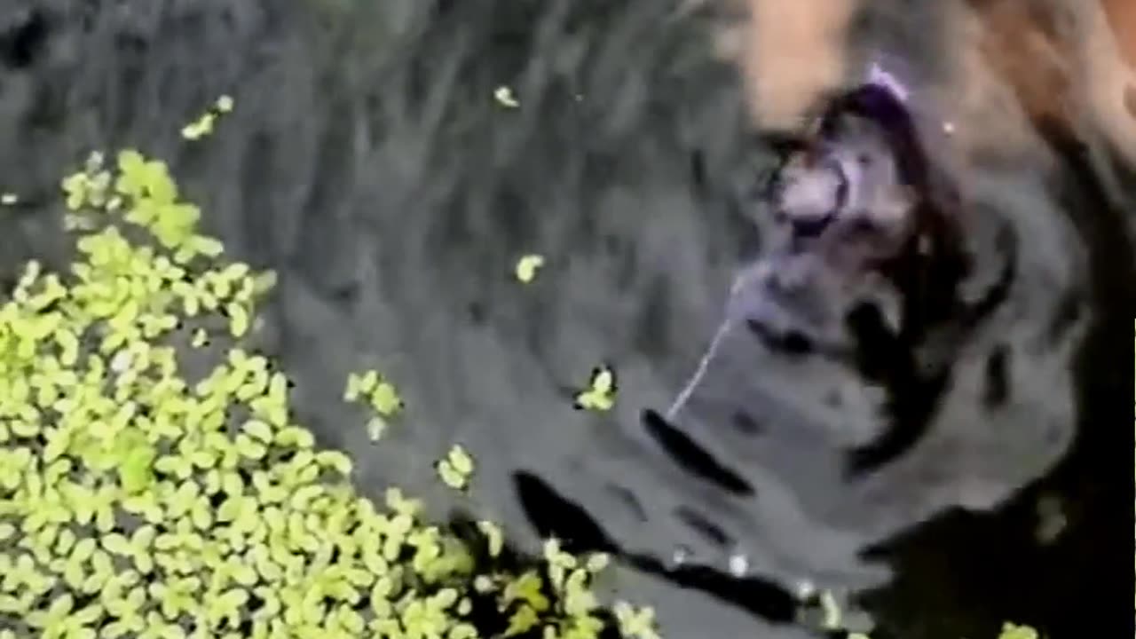 Show The ENVIRONMENT