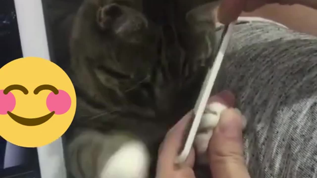 cat doing manicure/funny cat