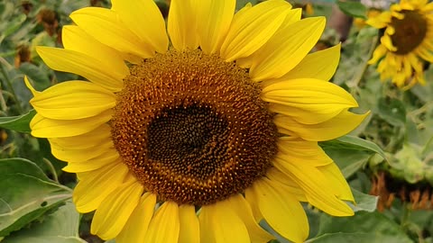 Sunflower