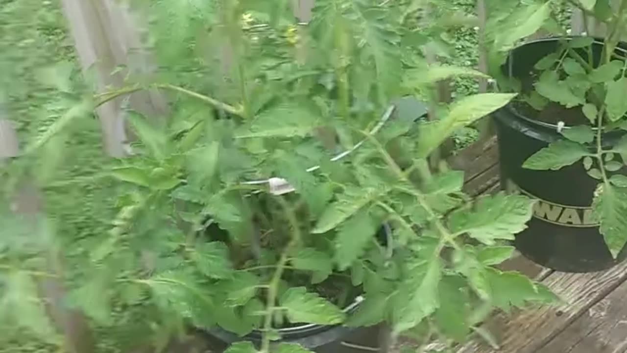 Gardening in a Bucket