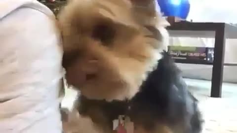 Funny little dog