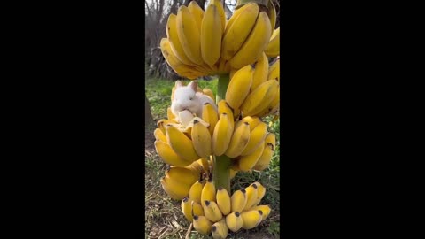 now you know who is stealing the bananas