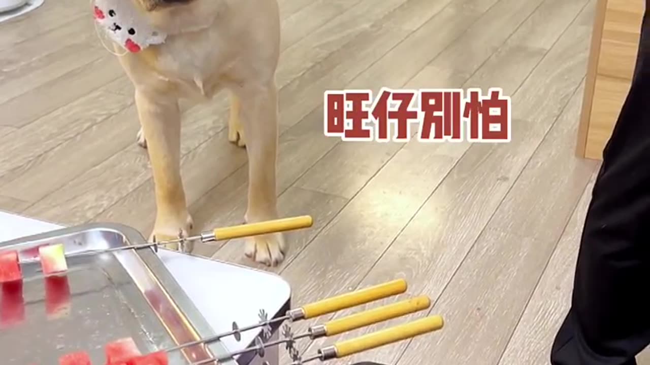 Dog funny Fighting