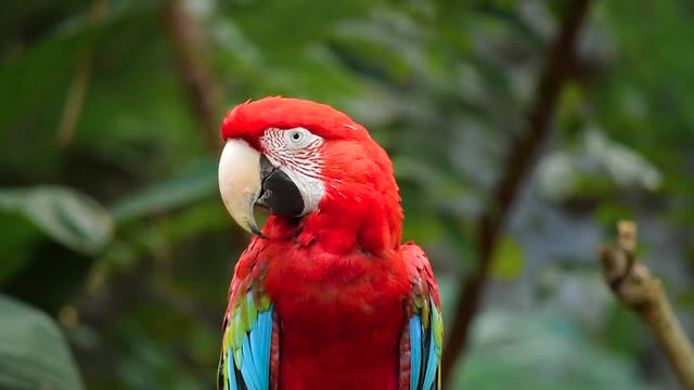 A parrot wraps around him