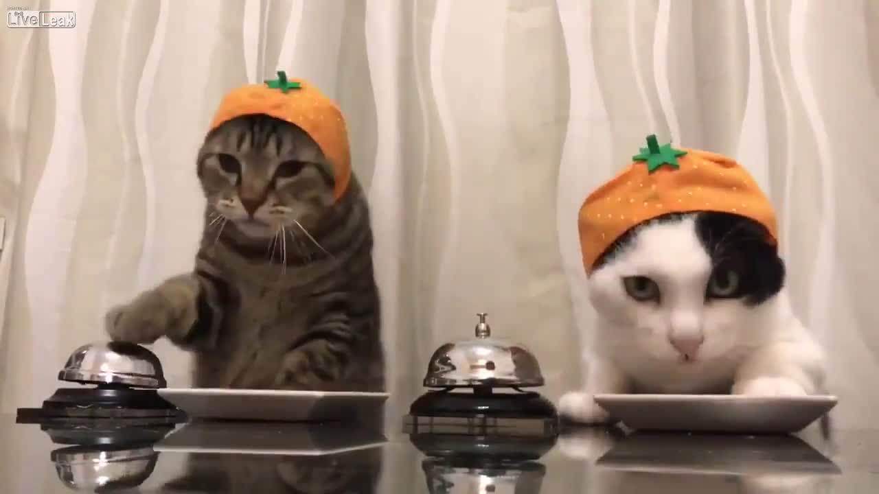 two cats asking for food