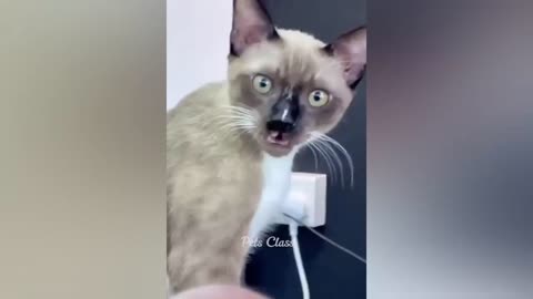 Funny cat videos