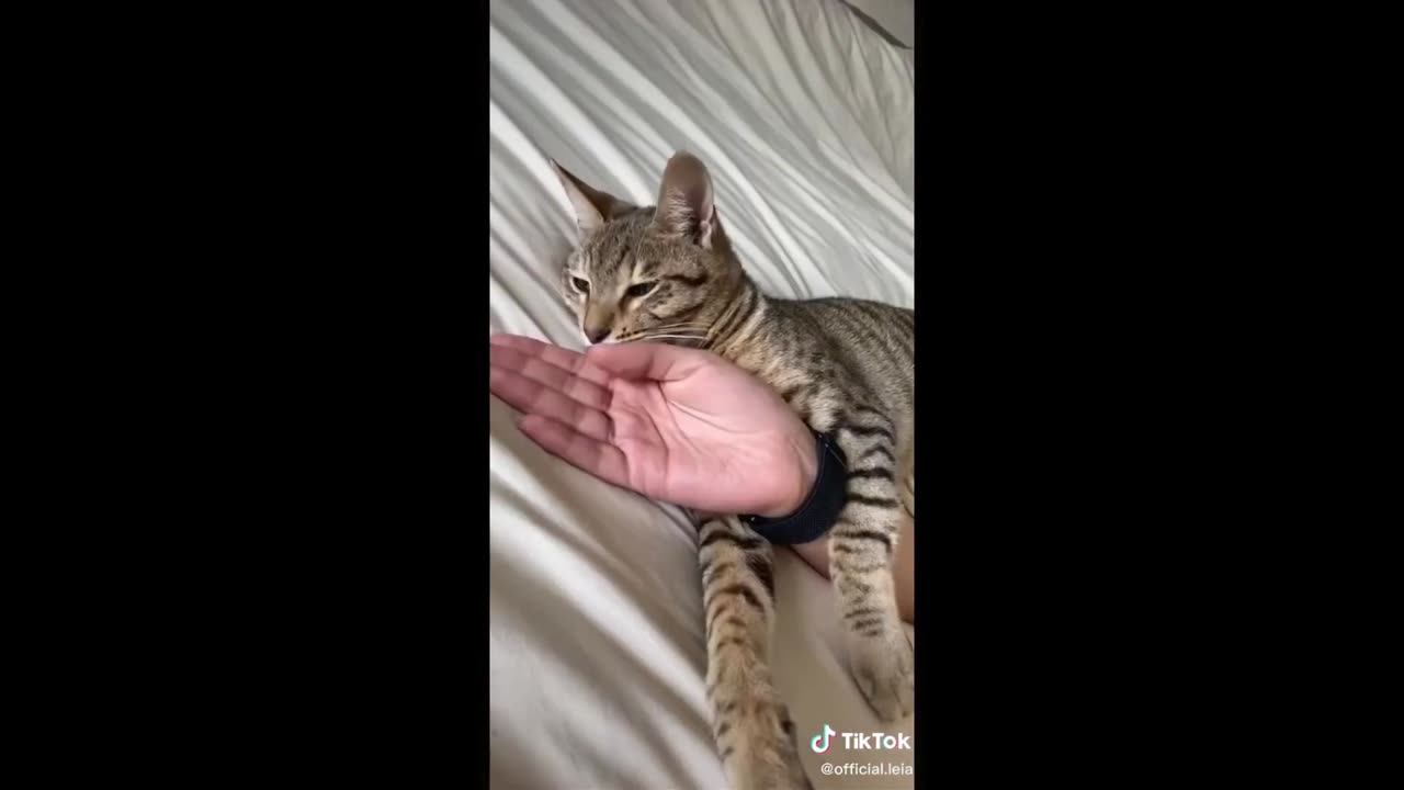 Funny animals !😁- Funny cats/ dogs - Funny animal videos