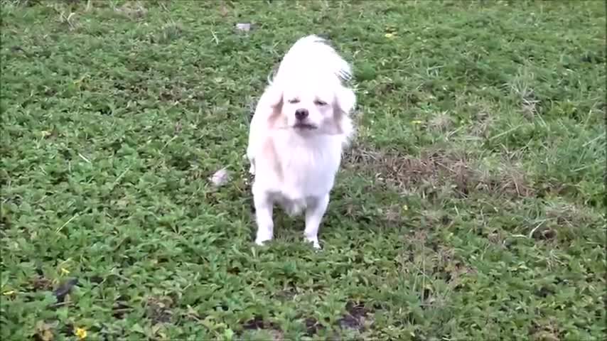 How does a dog react to seeing a stranger
