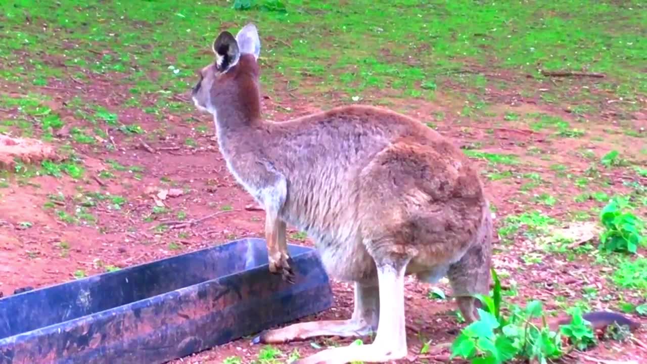 Kangaroo Mukbang. Is That Chicken They Eating Who Owns The Music Industry