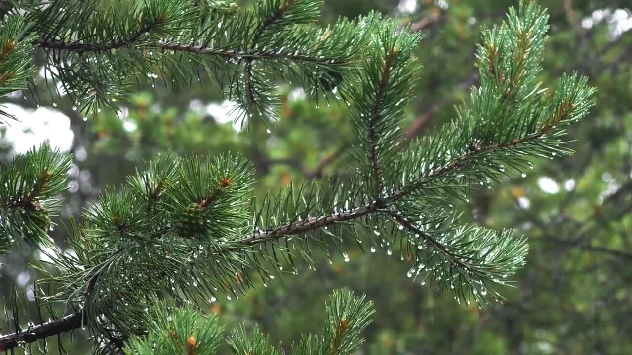 Relaxing Video-Rain In the Forest