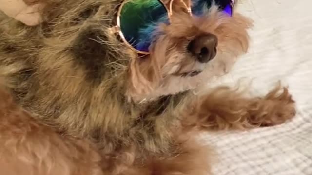 그녀의 사생활❤️ #foryou #poodle #킴미소 #반려동물 #petmission #tiktok #petchallenge #fyp #meme #미소아라