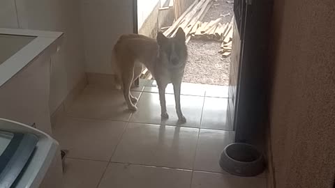 smart dog hide