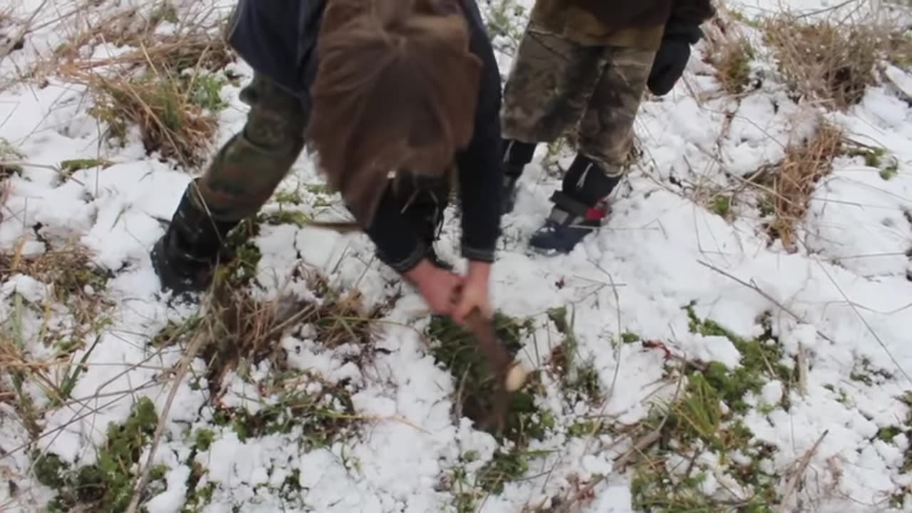 Marie Cachet - Winter: Wild Carrot - Edible / Hiver: La Carotte Sauvage - Comestible
