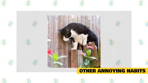 Cats 101 : Basic Cat Training Tips