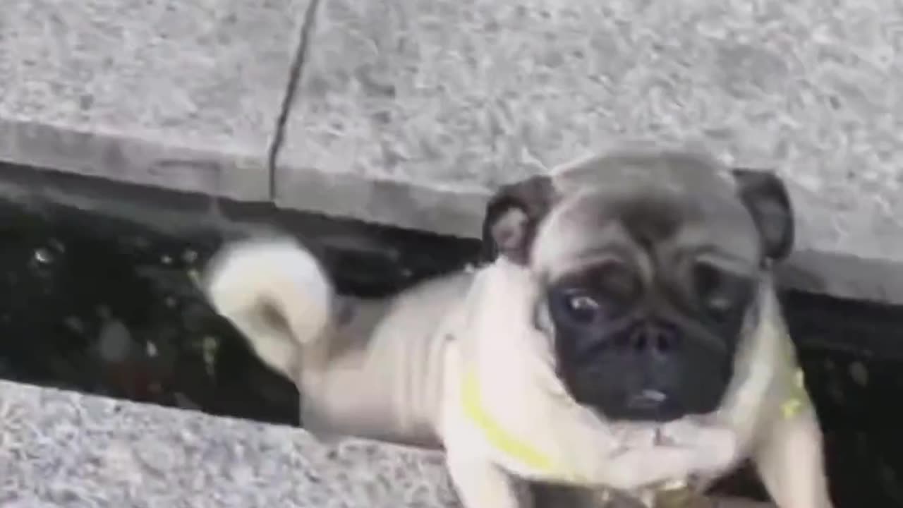Cute and Adorable Dog Videos: These Puppies Will Melt Your Heart