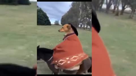 Dog on mule viral video meme