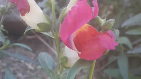 Red Snapdragon