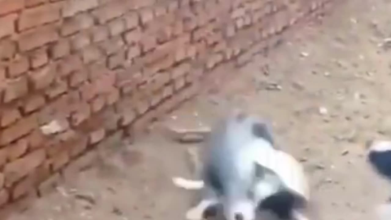 Funny cute animals