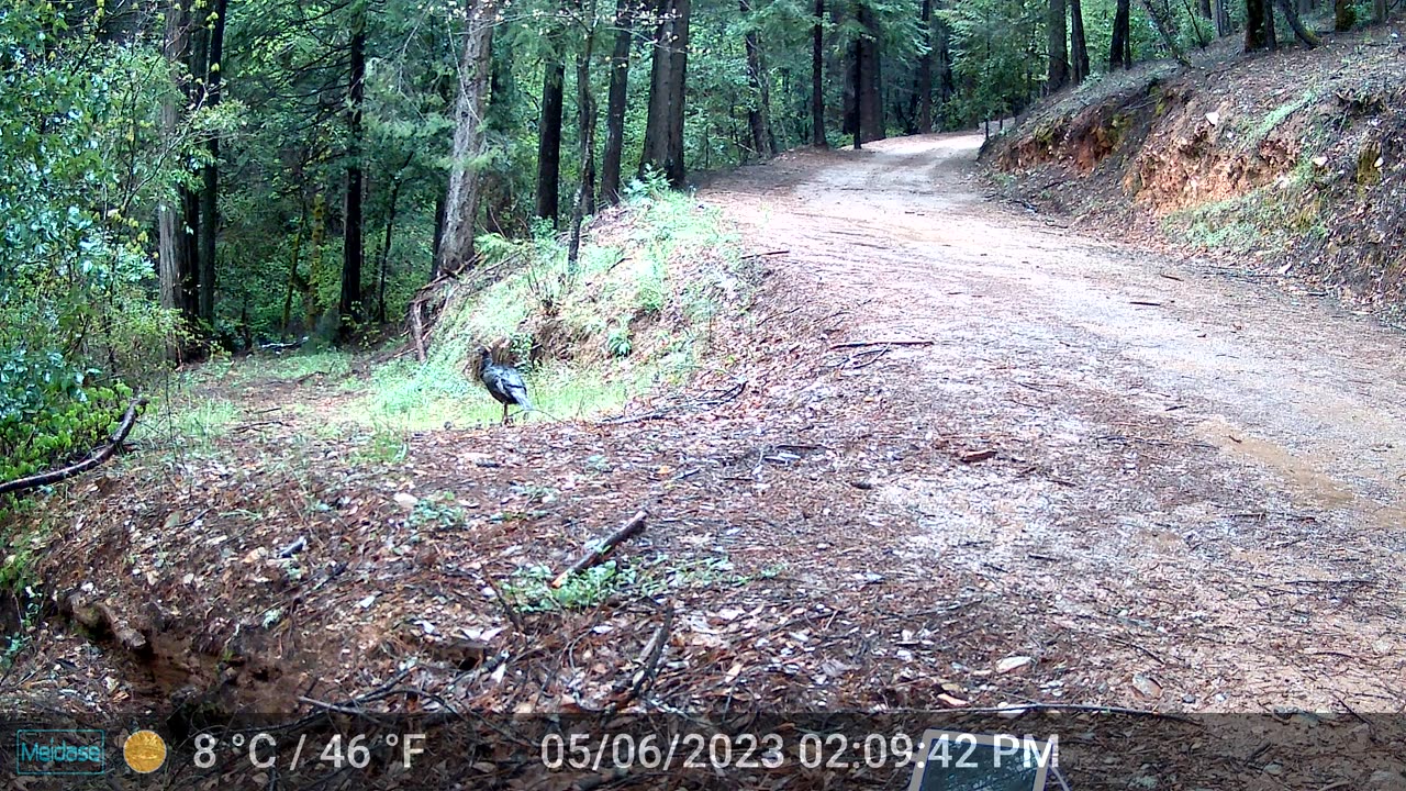 Wild Turkey Mama with Chicks