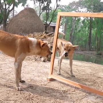 Funny animals reaction with mirror# funnyanimals #funnypets