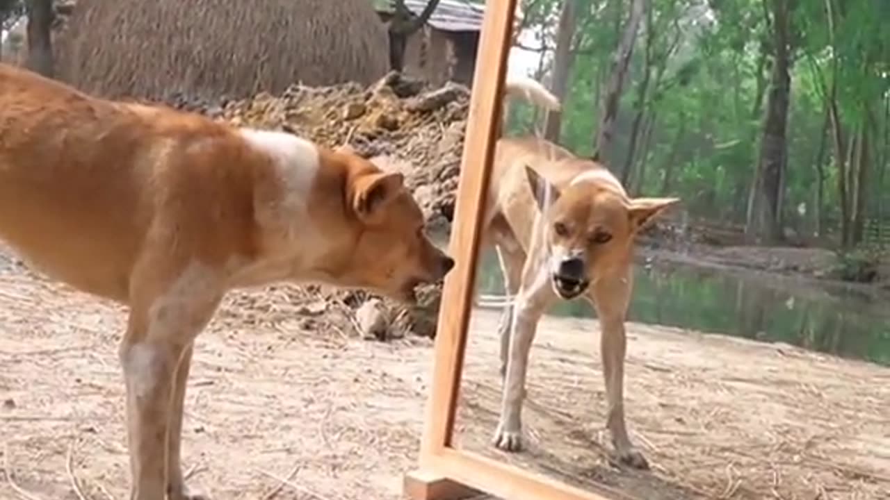 Funny animals reaction with mirror# funnyanimals #funnypets