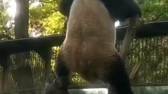 Cute enough to explode giant pandas