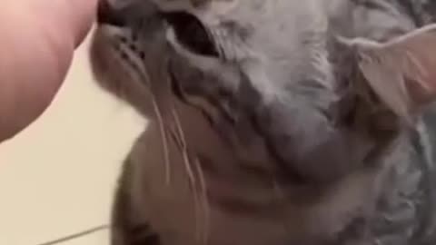 Funny cat